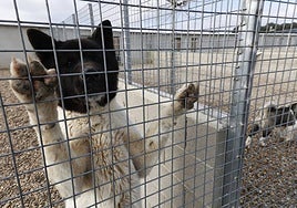 El nuevo centro de protección animal de la Diputación de Salamanca se ubicará en la finca Castro Enríquez, en Aldehuela de la Bóveda.