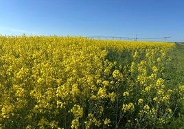 Colza en La Armuña.