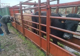 Varias vacas en una finca.