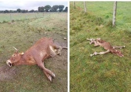 La vaca y su ternero recién nacido atacados por los buitres.