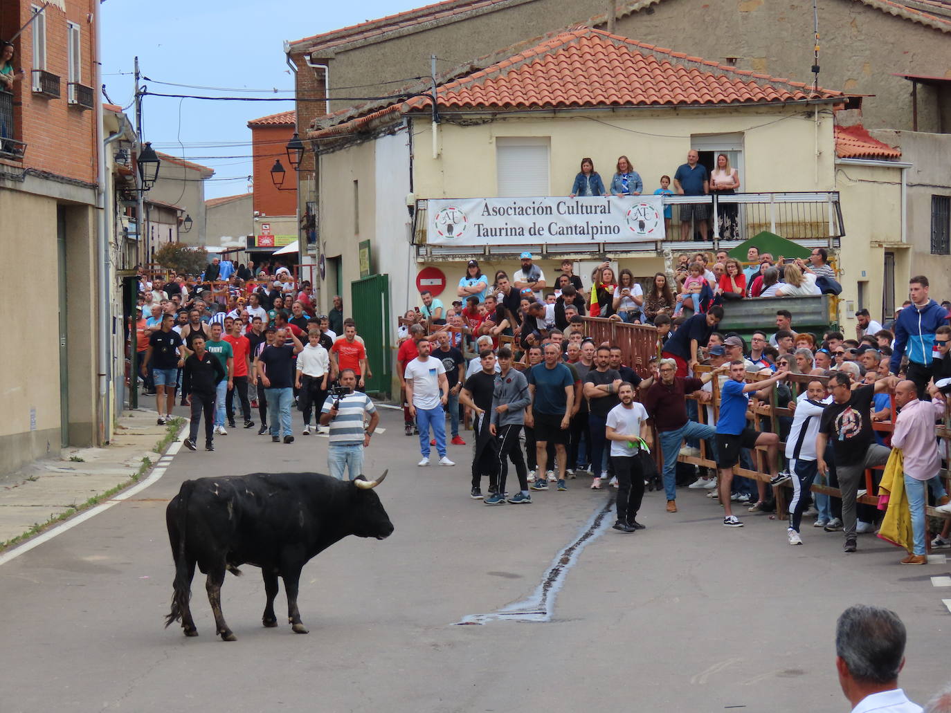 VII festejo del Toro de San Isidro en Cantalpino.