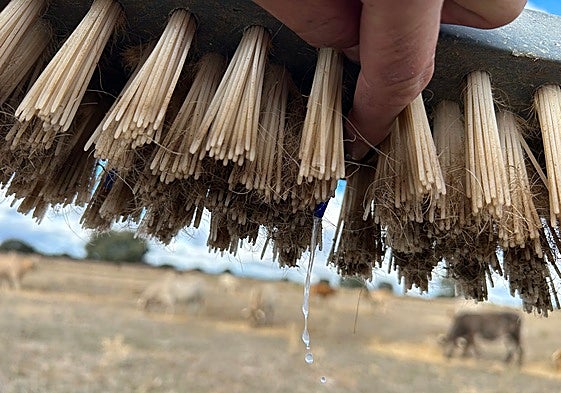 Explotación con cepillo para desinfectar.