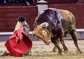 Derechazo de rodillas e Isaac Fonseca a Brigadier, el toro premiado de Pedraza de Yeltes.
