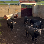 Imagen de los toros de José Enrique Fraile.