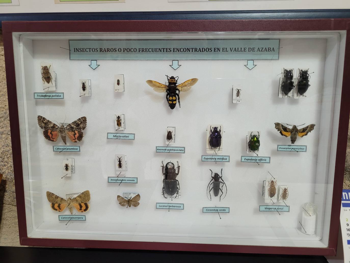 Desde la escatología hasta los bichos: los museos más raros de Salamanca