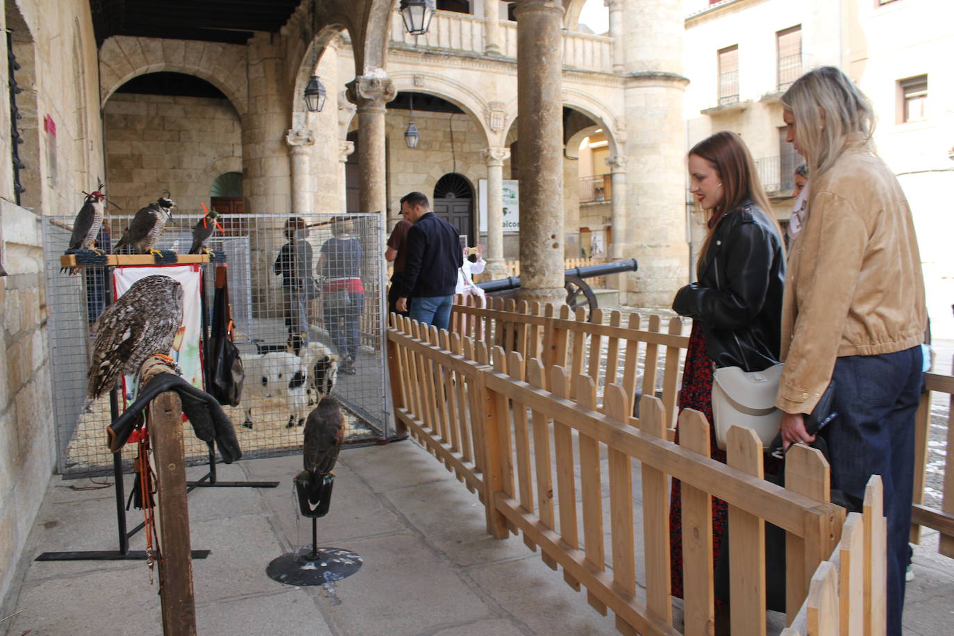 Ciudad Rodrigo se viste de sabor local y ganadería en la IV Feria del Farinato