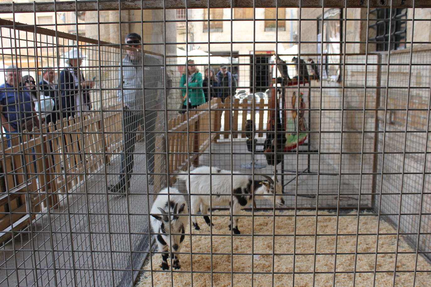 Ciudad Rodrigo se viste de sabor local y ganadería en la IV Feria del Farinato