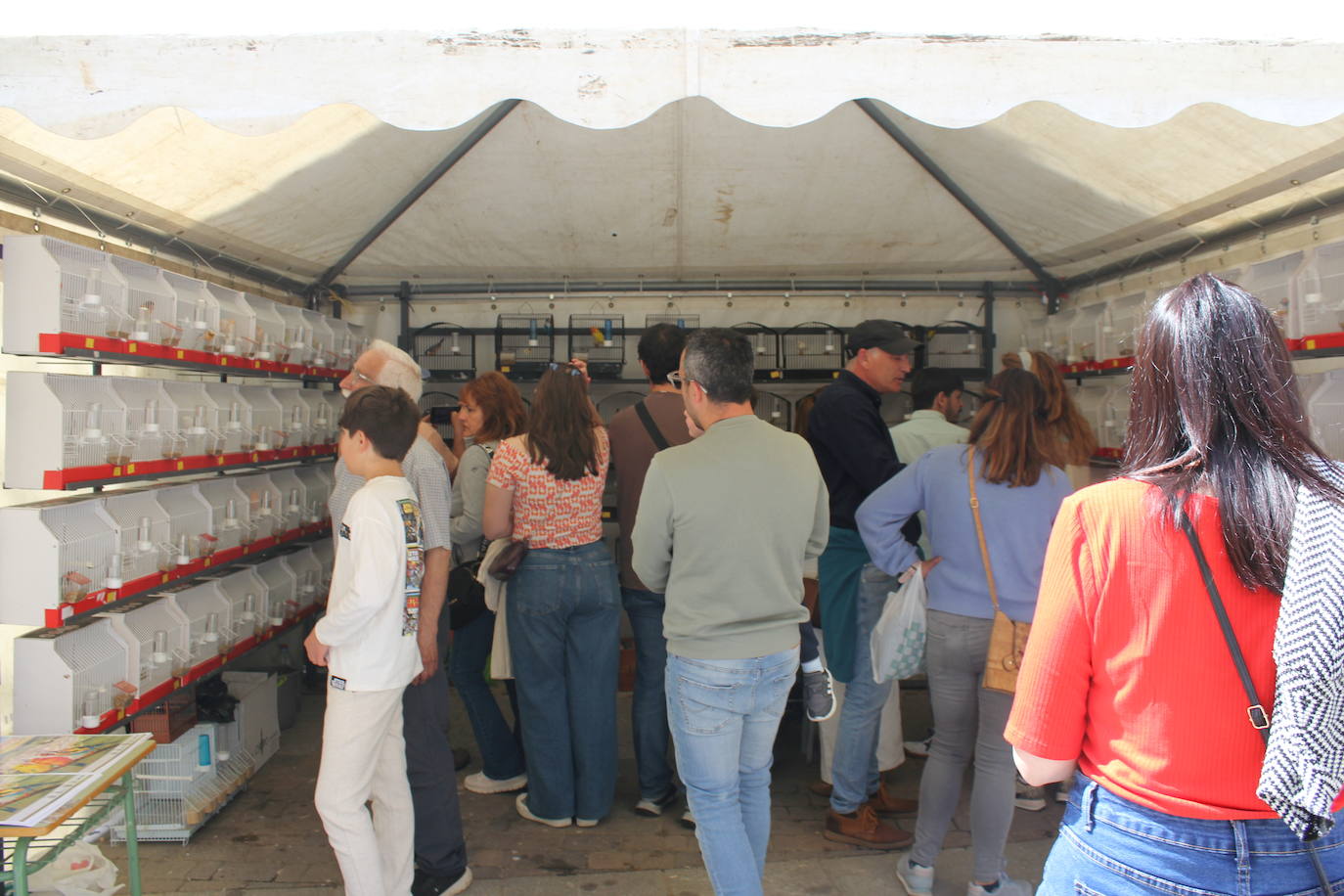 Ciudad Rodrigo se viste de sabor local y ganadería en la IV Feria del Farinato