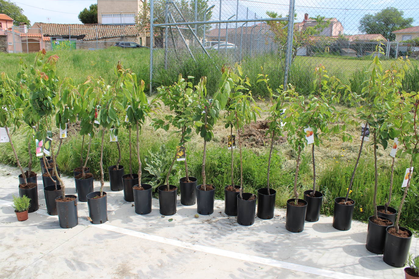 Gallegos de Solmirón se suma a la plantación de árboles