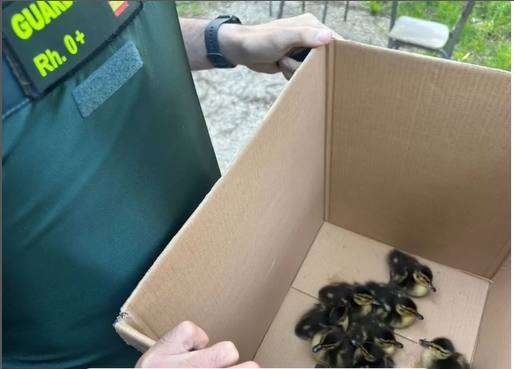 La Guardia Civil y la Policía Local de Santa Marta rescatan a unos patos que corrían por la calzada