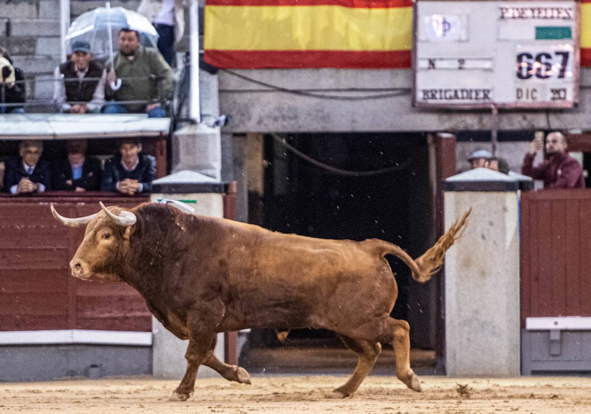 Brigadier entra en la historia de la plaza de toros de Las Ventas
