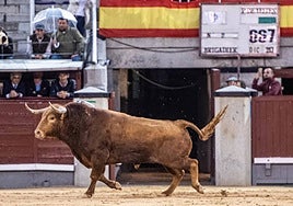 Brigadier en su salida al ruedo de Las Ventas.