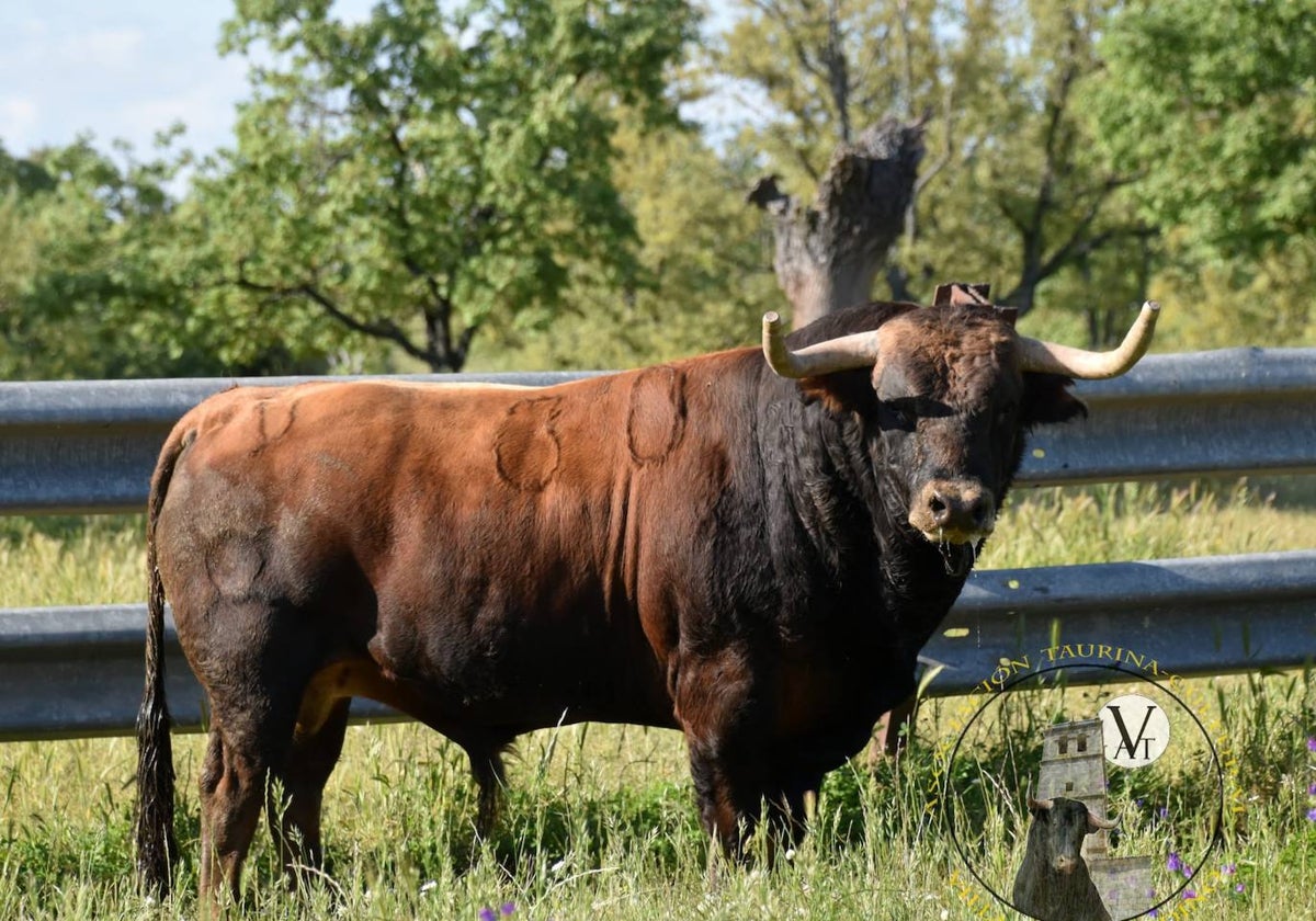 «Campanillas», IX Toro de Cajón Villa de Vitigudino.