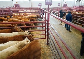Último mercado de ganados celebrado en Salamanca, con 772 reses.