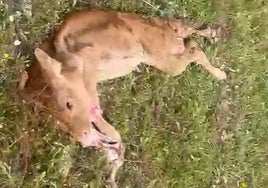 Los buitres matan mientras paría a una vaca del presidente de ASAJA Salamanca: «La han devorado junto al ternero»