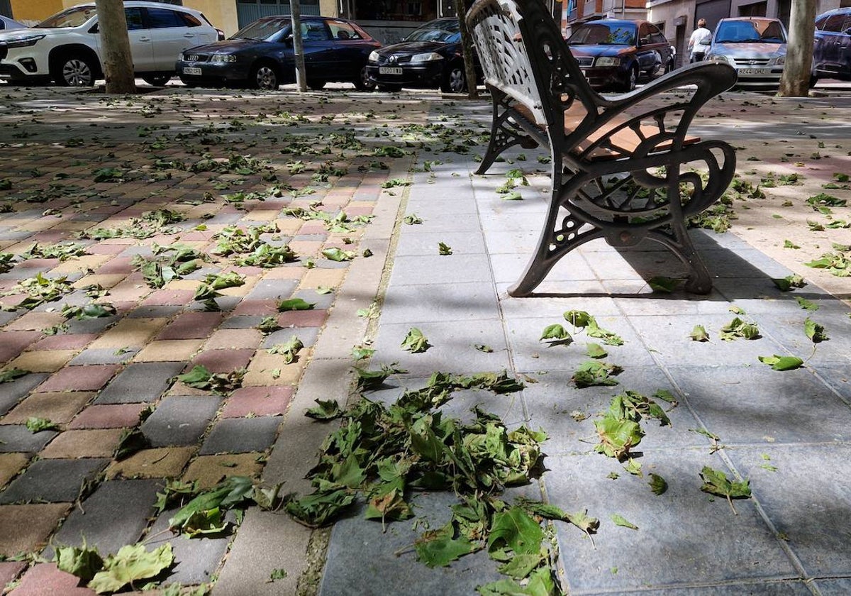 Hojas secas en el suelo en la plaza del Mirto.