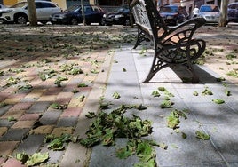 Hojas secas en el suelo en la plaza del Mirto.