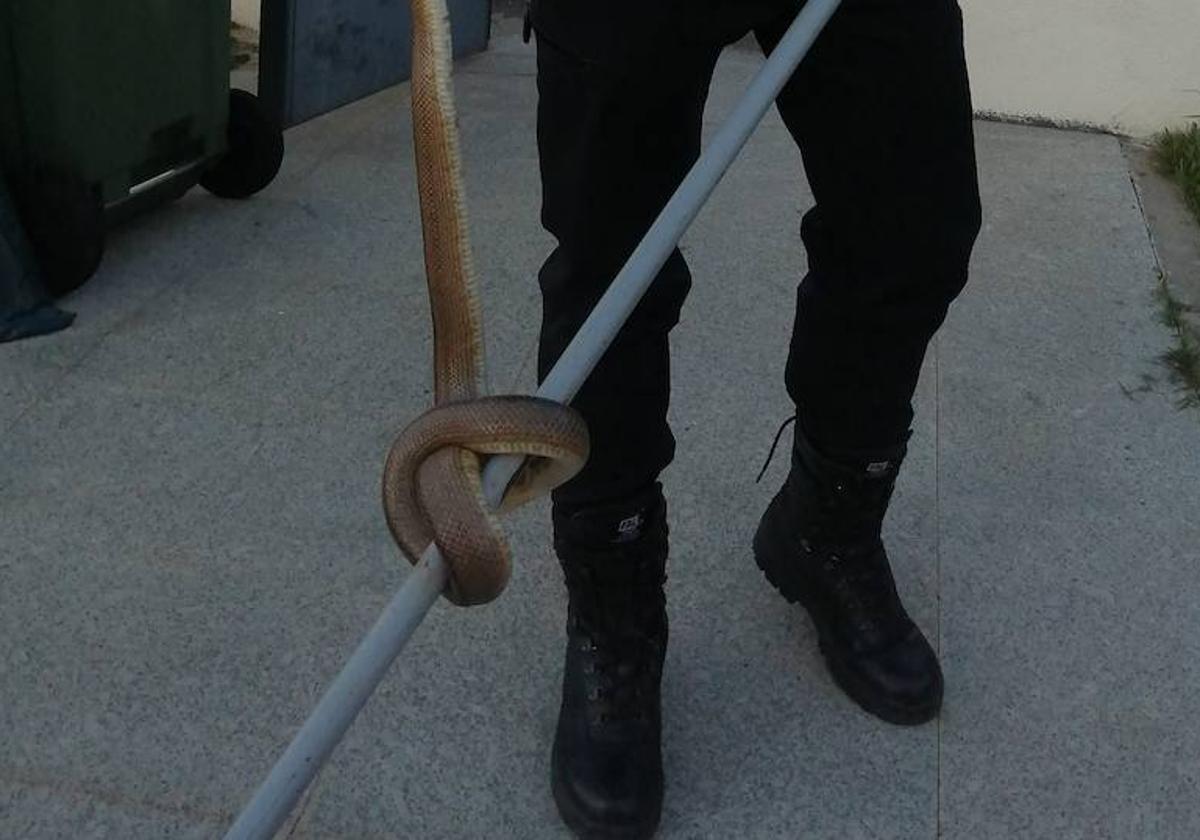 Retiran una serpiente de una vivienda en Villamayor