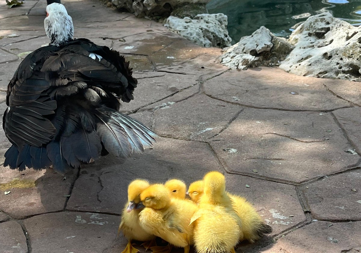 Imagen principal - Los nuevos vecinos de La Alamedilla causan sensación: «¡Son adorables!»