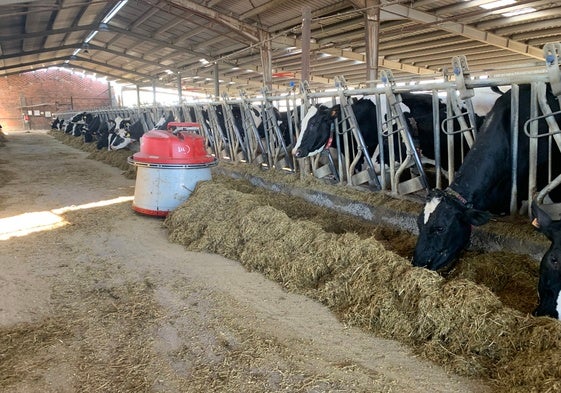 Explotación de vacuno con el robot que acerca la comida a las vacas.
