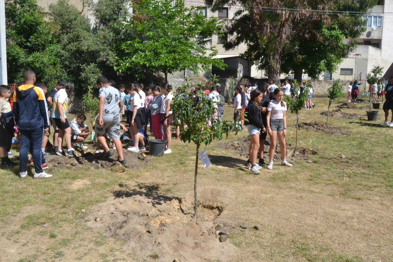 Ciudad Rodrigo celebra una multitudinaria plantación de árboles