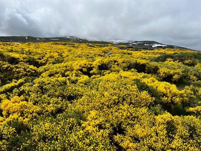 Explosión de color amarillo en la Sierra de Béjar