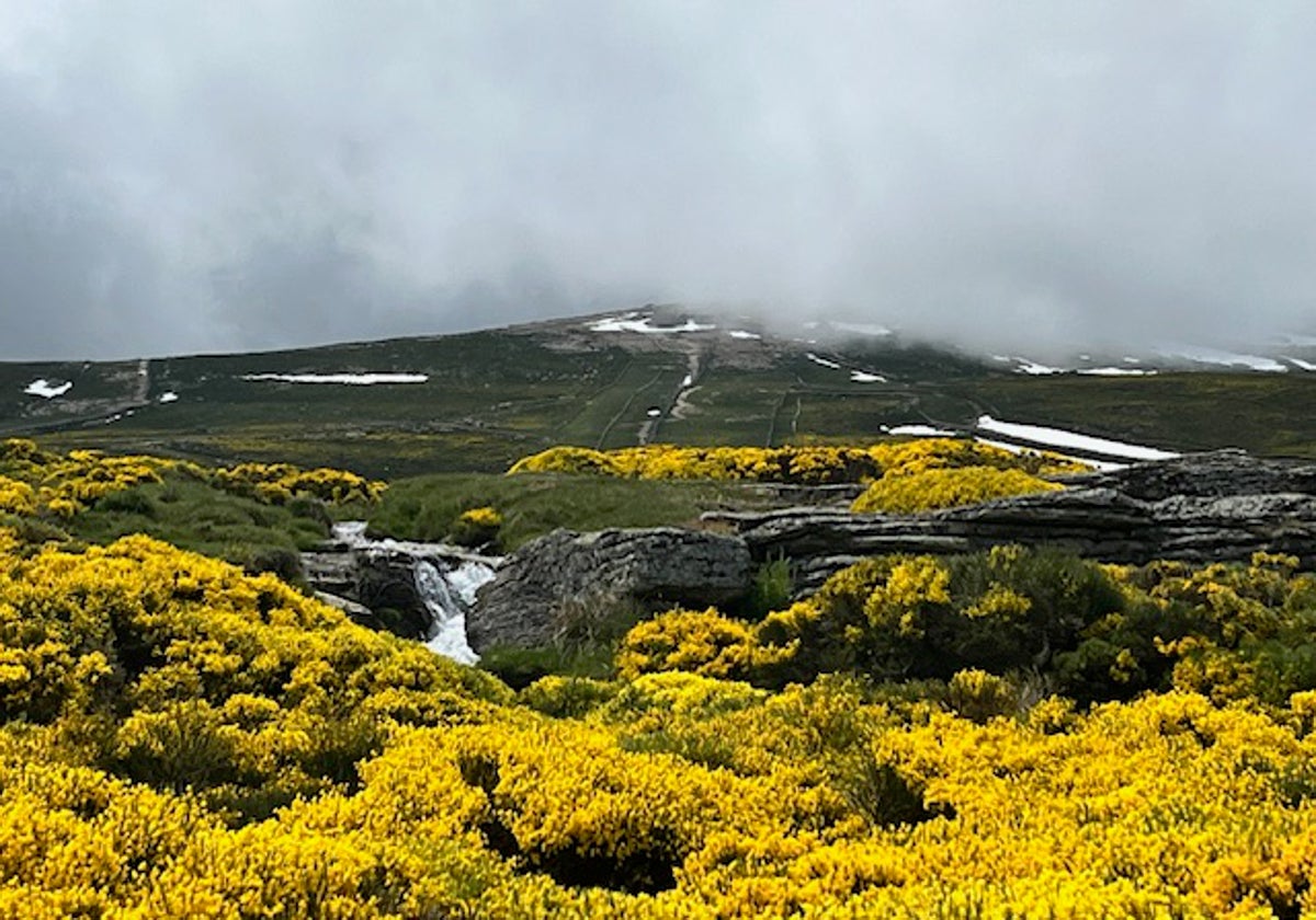 Explosión de color amarillo en la Sierra de Béjar
