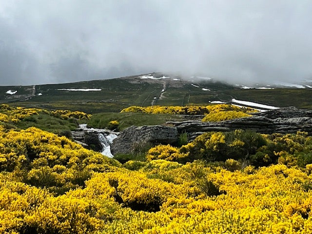 Explosión de color amarillo en la Sierra de Béjar