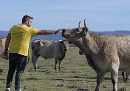 Álvaro Matías acaricia a una de sus vacas, en la busca la docilidad.