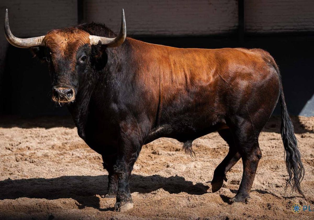 Chorlito es el toro con el que Ismael Martín entrará en la historia de Las Ventas