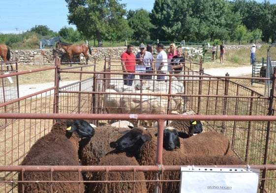 La feria contó con una notable afluencia de público.