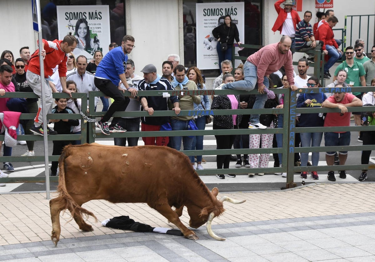 Un astado embiste durante uno de los encierros del Corpus.