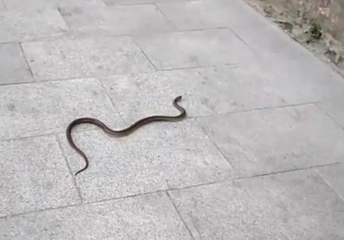 Una culebra reptando por una de las calles del centro de Salamanca.