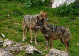 Pareja de lobos en el centro de interpretación de la Junta.