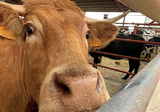 Una vaca en el mercado de ganados de Salamanca.