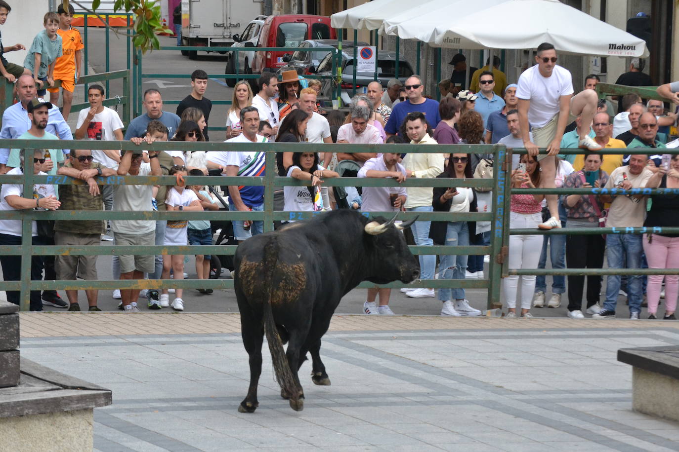 ‘Músico’ saca brillo al IX Toro de Cajón de Vitigudino