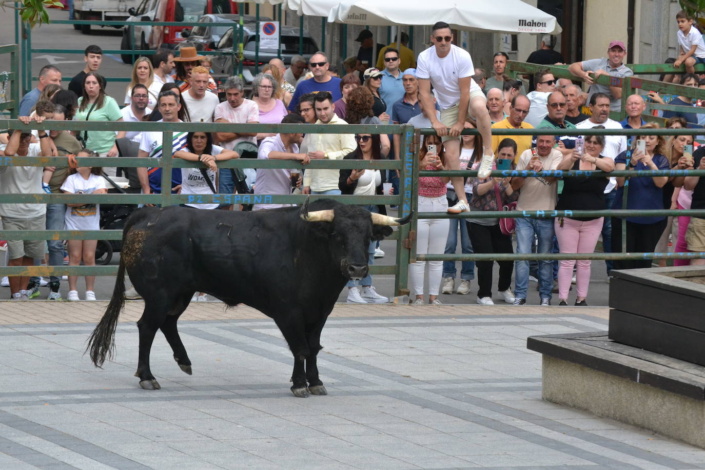 ‘Músico’ saca brillo al IX Toro de Cajón de Vitigudino