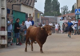 Encierro urbano en las calles de Topas.
