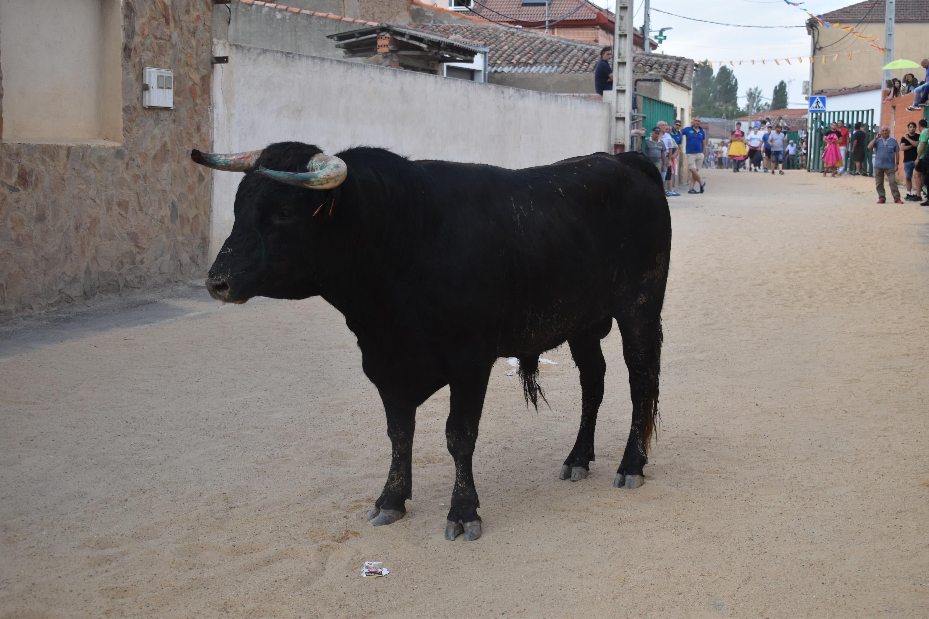 Pasión taurina en Topas antes de cerrar las fiestas en honor a San Antonio