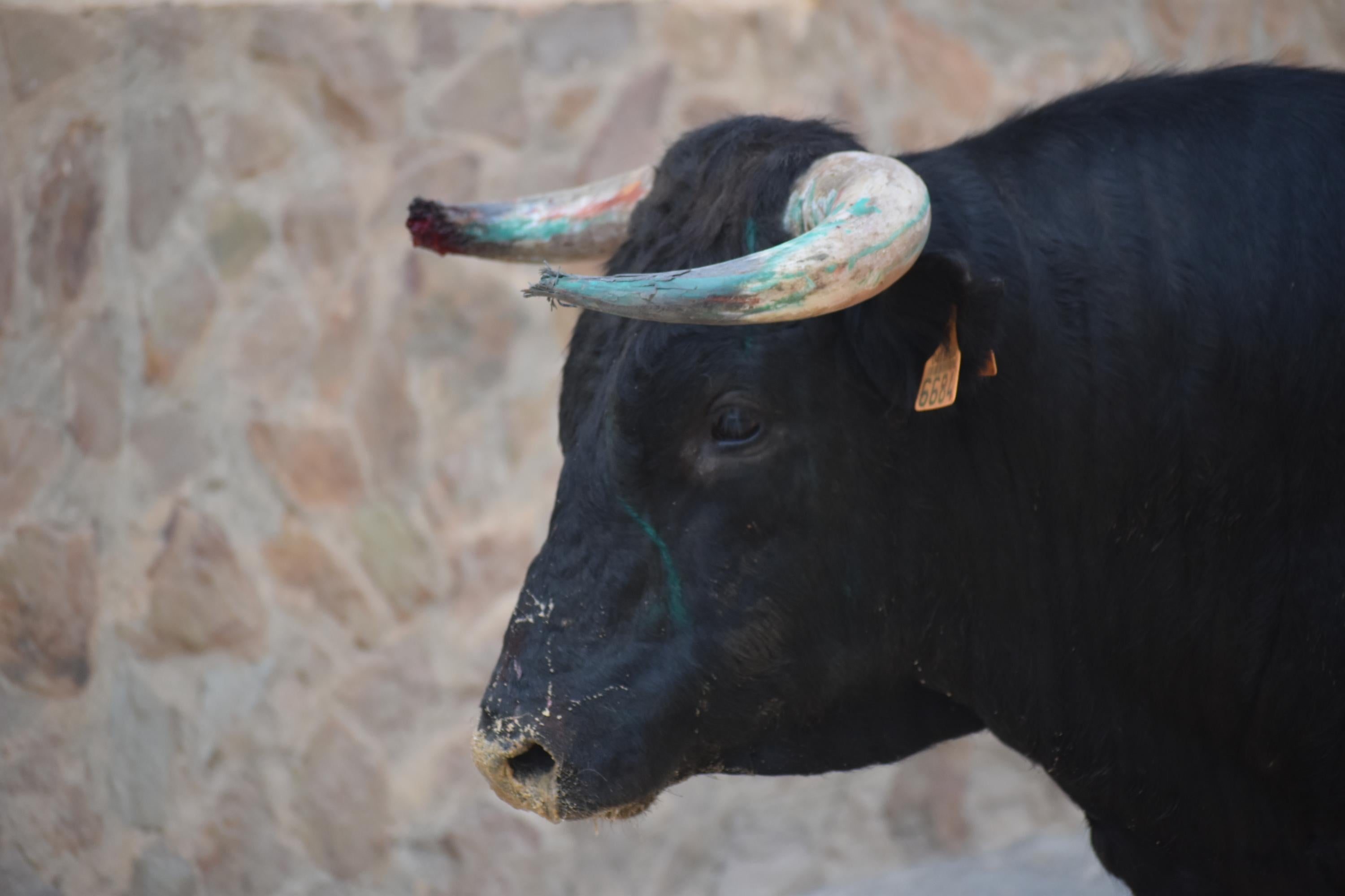 Pasión taurina en Topas antes de cerrar las fiestas en honor a San Antonio