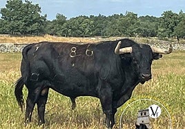 Músico será el astado que salga esta tarde a las calles de la villa