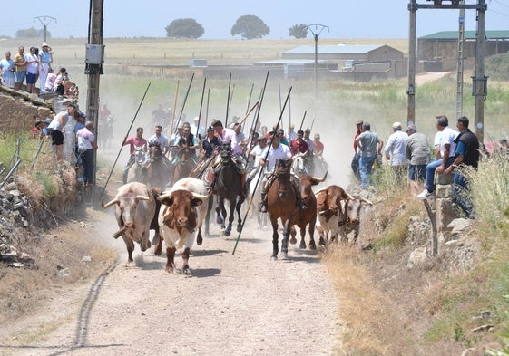 La manada, enfilando el último tramo de campo antes de llegar al casco urbano.