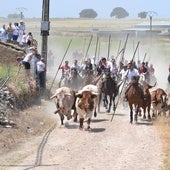 La manada, enfilando el último tramo de campo antes de llegar al casco urbano.