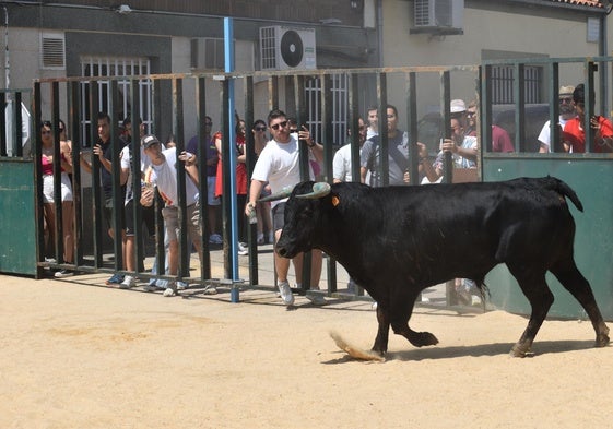 Momento del encierro urbano en Topas.
