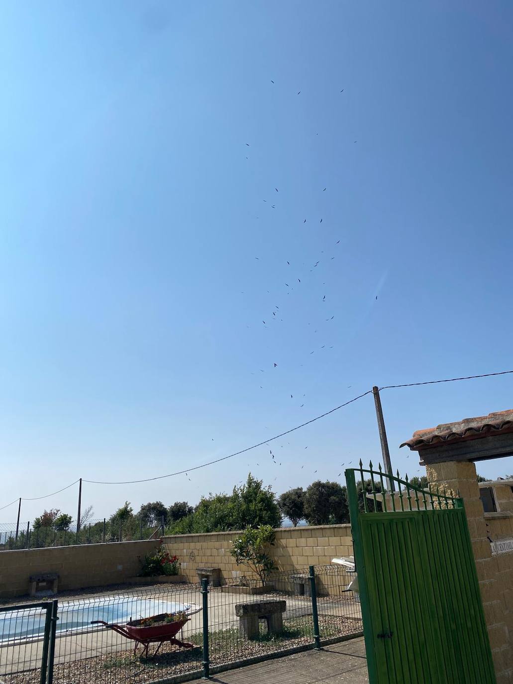 Dos ovejas muertas en Carpio de Azaba en un ataque de buitres