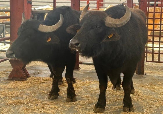 Búfalos en el mercado de ganados de Salamanca.