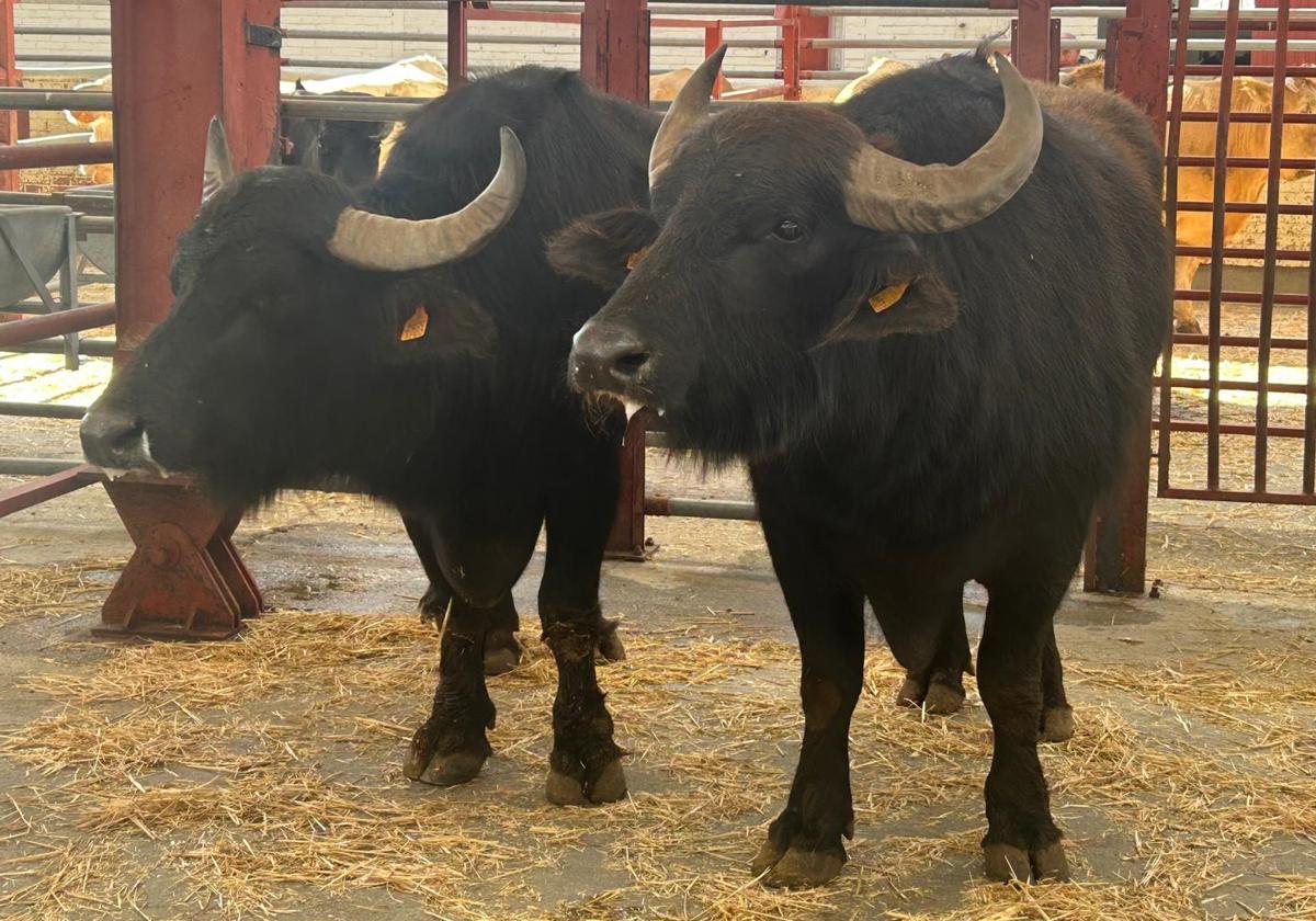 Búfalos en el mercado de ganados de Salamanca.