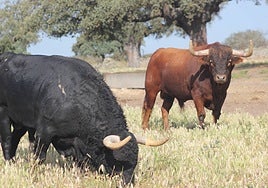 Estos son los toros de Valdefresno reseñados para este domingo en Madrid