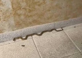 La serpiente repta por el exterior de un portal de un bloque de edificios de Ciudad Jardín.
