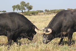 Dos de los toros de la ganadería de Valdefresno reseñados para el festejo del domingo en Madrid, en uno de los cercados de Tellosancho.